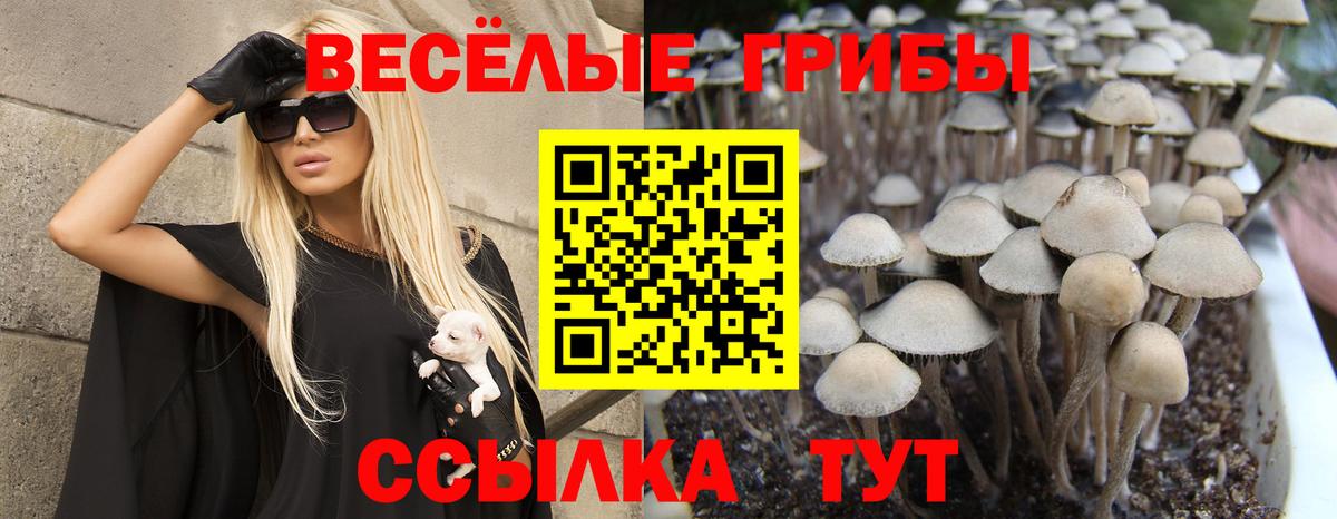 Бахчисарай  наркотики  Вход с VPN  Галлюциногенные грибы Magic Shrooms  Псилоцибиновые грибы прущие грибы 